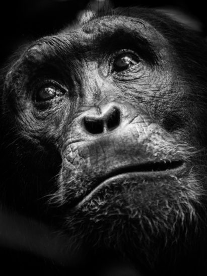 black and white chimpanzee portrait photo