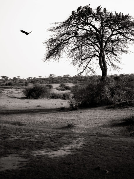 black and white landscape photo laurent breillat