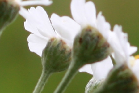 photo flower ISO sensitivity depth of field aperture ISO 100 noise