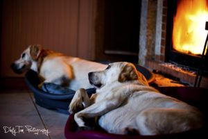 Dogs by the Fire