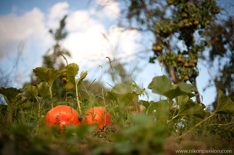 How to take pictures of vegetables