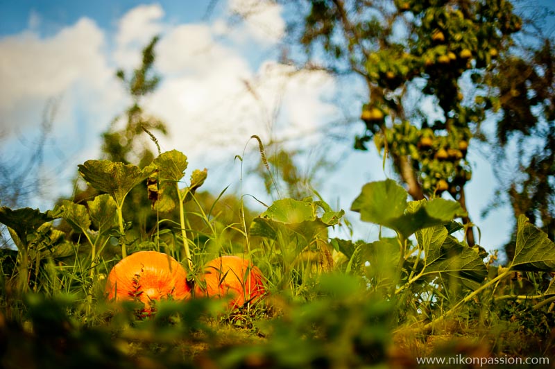 How to take pictures of vegetables