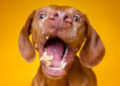 ¿Cómo tomarle foto a un perro?… y más datos curiosos
