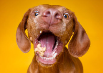 ¿Cómo tomarle foto a un perro?… y más datos curiosos