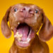 ¿Cómo tomarle foto a un perro?… y más datos curiosos