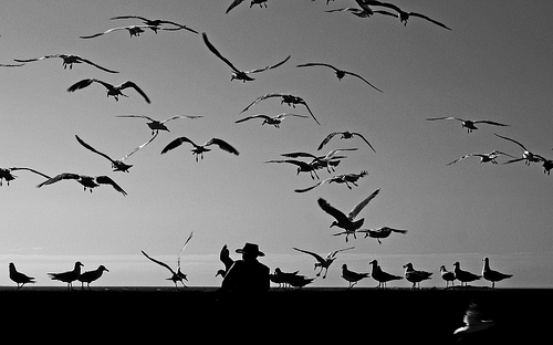 photo birds black and white sea man