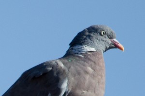 pigeon photo sigma test zoom lens