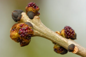 Ash branch macro photo lens 