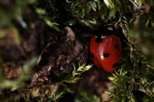 7-point ladybird macro photo lens 