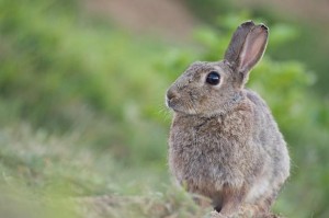 Lapin de garenne photo nature animal