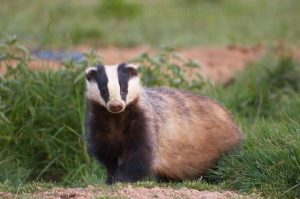 European badger animal nature photo