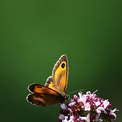 Amaryllis blurred butterfly photo background