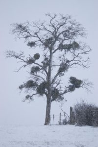 photo nature tree snow winter