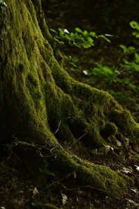 moss tree trunk mix colors photo