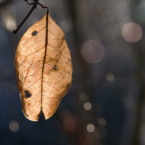 Autumn photo dead leaf