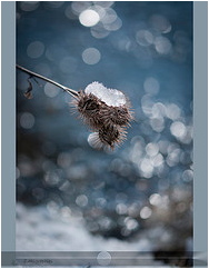 Photo Ice and bokeh dead leaves