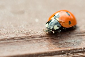 Photo Beetle tripod sharpness net