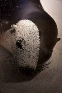 Animal Photo Seal