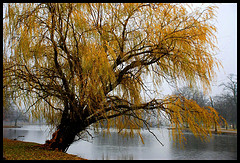 Autumn Fog