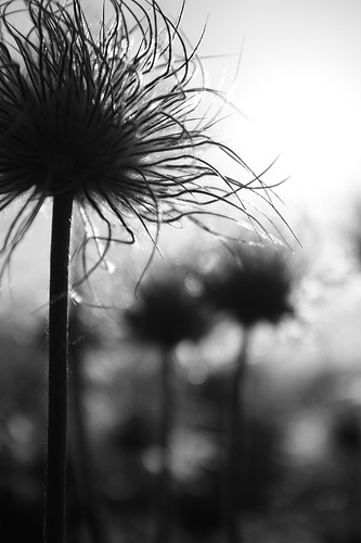 naturalist photo documentary flower plant Pulsating Anemones 