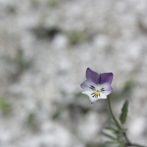 photo fleur Violette de Rouen reduced depth of field