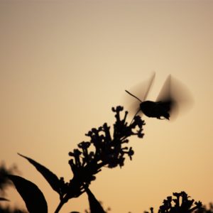 Moro sphinx at dusk sunset silhouette