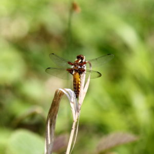 photo naturalist documentary dragonfly depth of field