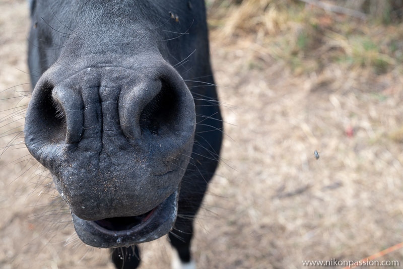 Donkey picture seen up close