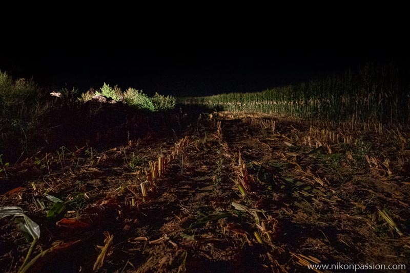 Corn silage at night in the Meuse region