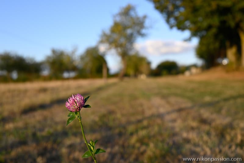 Nikon Z 5 + NIKKOR Z 24-50 mm f/4-6.3