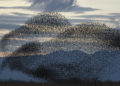 ‘Black Sun’, when starlings darken the Danish sky creating a visual spectacle, by Soren Solkaer