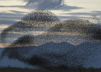 ‘Black Sun’, when starlings darken the Danish sky creating a visual spectacle, by Soren Solkaer