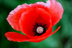 Photo Poppy subject distance