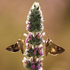 Photo Gammas twins butterfly light