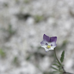 Flower photo Violette de Rouen