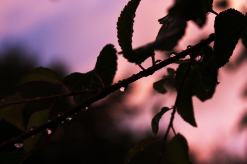 photo light golden hour Sunset aperture depth of field