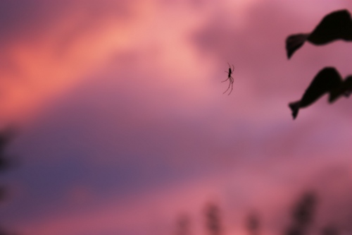 Photo Spider at sunset light