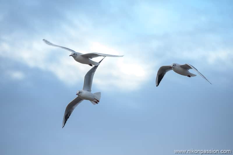 Nikon Hybrid Bird Photography Autofocus