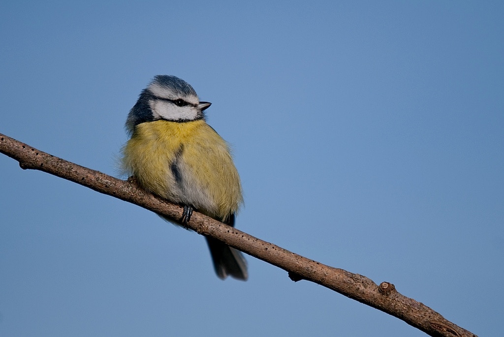 How to photograph birds at the feeder