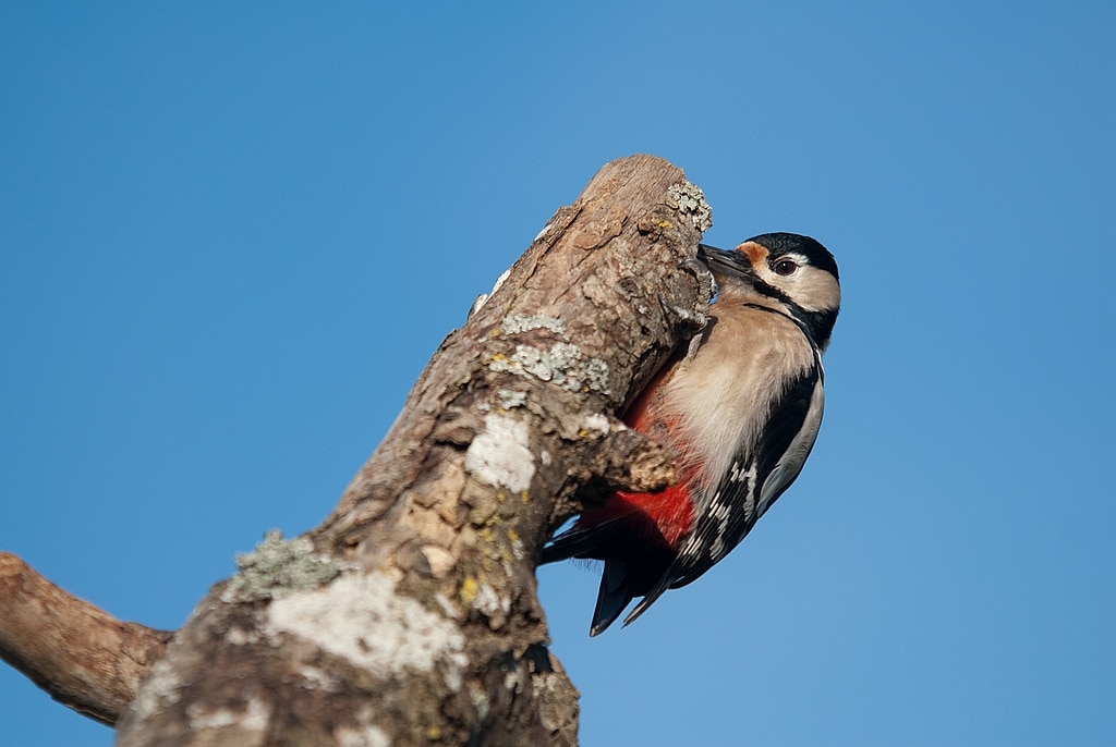 How to photograph birds at the feeder