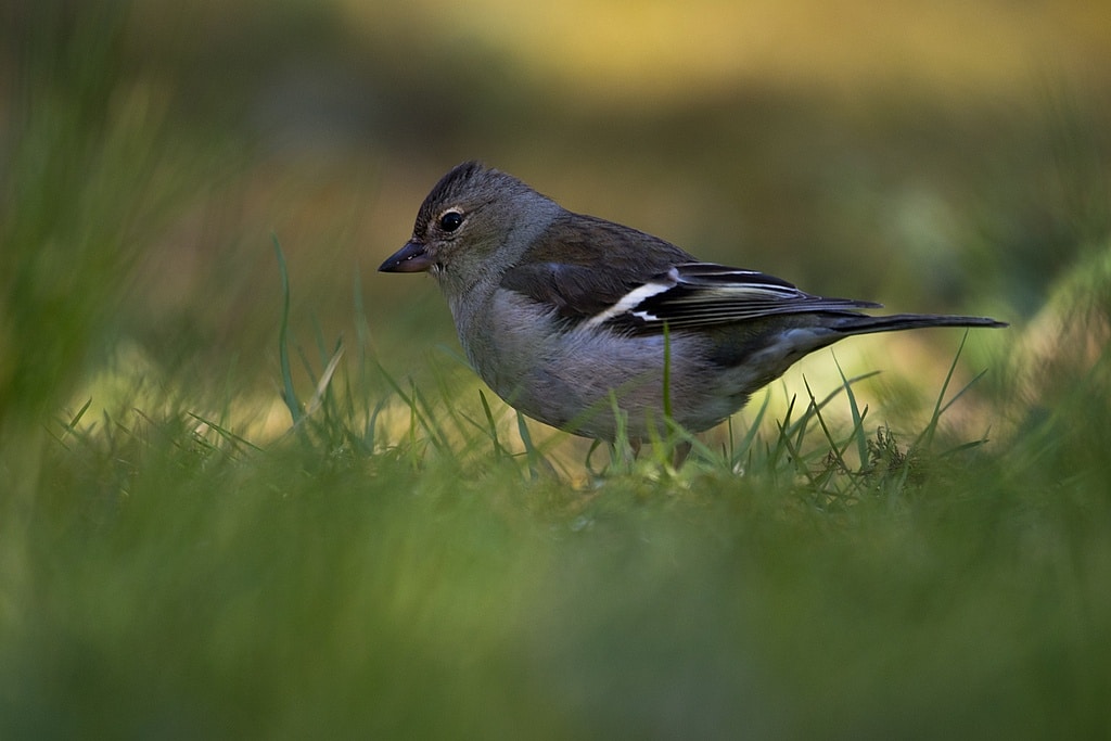 How to photograph birds at the feeder