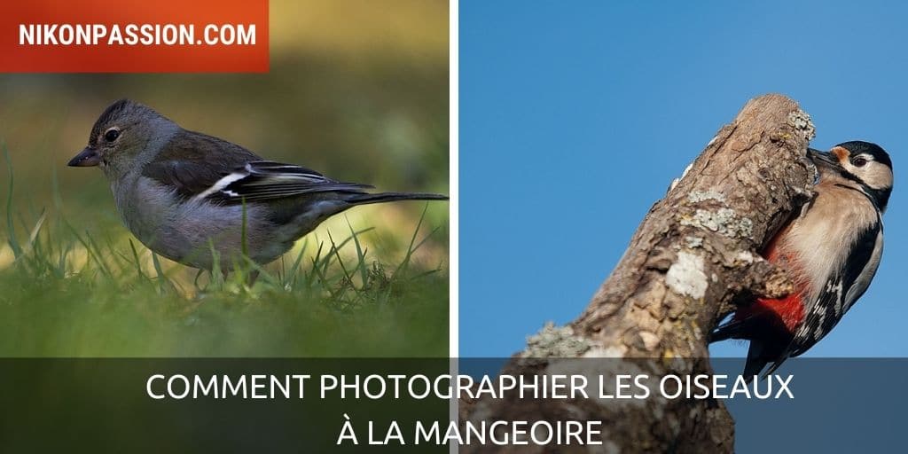 How to photograph birds at the feeder