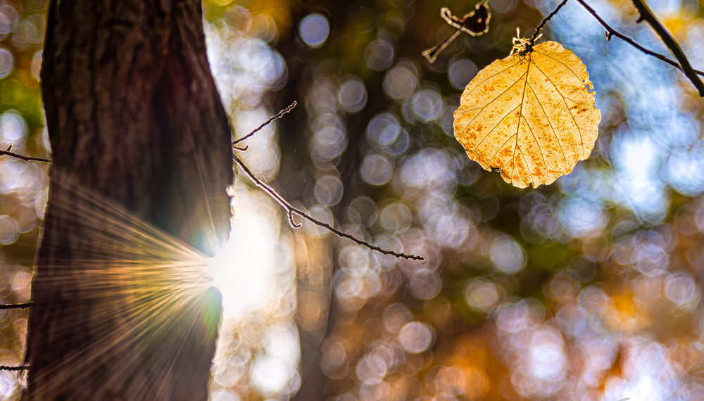 Can you get bokeh with F4?