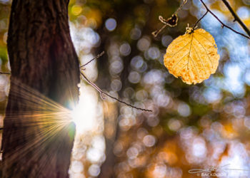 Can you get bokeh with F4?