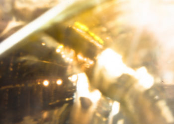 Can you take pictures without lens?