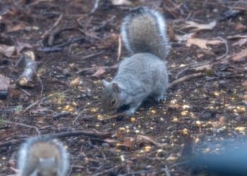 How far can a 400mm lens reach?