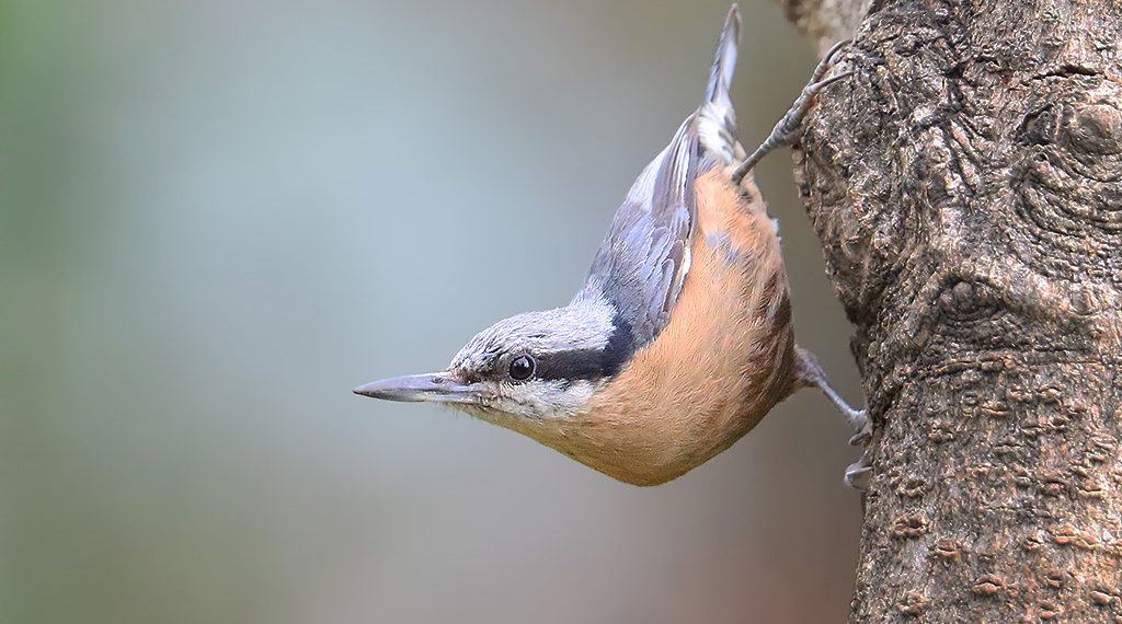 Is 300mm enough for bird photography?