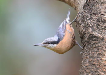 Is 300mm enough for bird photography?