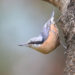 Is 300mm enough for bird photography?