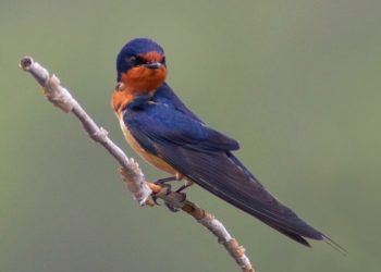 Is 400mm enough for bird photography?